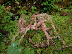 Sphagnum capillifolium