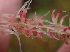 Sphagnum capillifolium