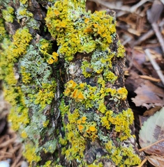 Teloschistes chrysophthalmus