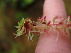 Sphagnum capillifolium