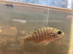 Lepomis gulosus