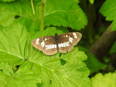 Neptis rivularis