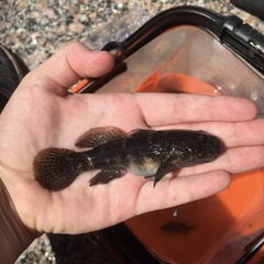 Bathygobius soporator