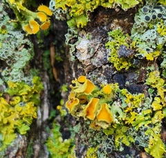 Teloschistes chrysophthalmus