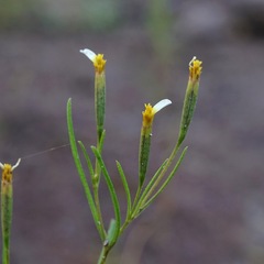 Tagetes micrantha