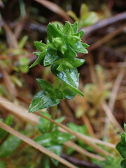 Gentiana douglasiana