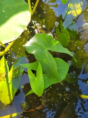 Sagittaria cuneata