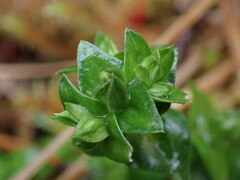 Gentiana douglasiana
