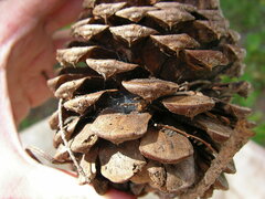 Sergiolus columbianus