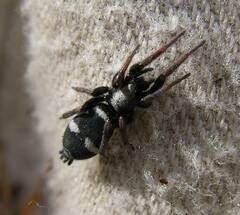 Sergiolus columbianus