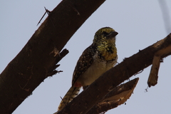 Trachyphonus darnaudii usambiro