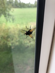 Mesembrina meridiana