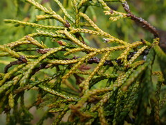 Cupressus nootkatensis