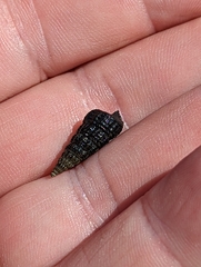 Cerithideopsis californica