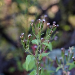 Stevia micrantha