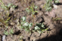Diaperia verna verna