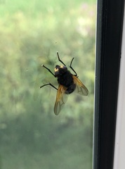 Mesembrina meridiana