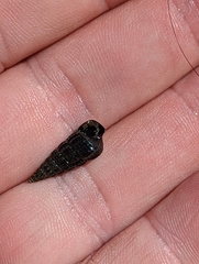 Cerithideopsis californica