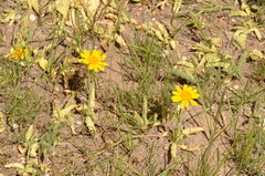Eriophyllum lanatum