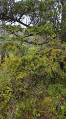 Cupressus nootkatensis