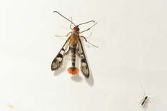 Synanthedon acerni