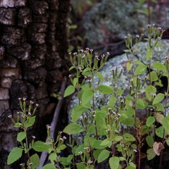 Stevia micrantha