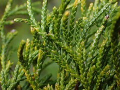 Cupressus nootkatensis