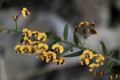 Daviesia umbellulata