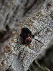 Mycoblastus sanguinarius