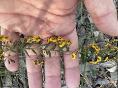 Daviesia umbellulata