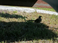 Mimus thenca