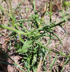 Bradburia pilosa