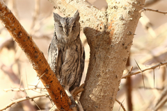 Otus brucei