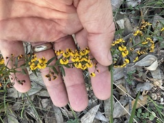 Daviesia umbellulata