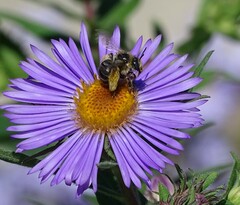 Melissodes druriellus
