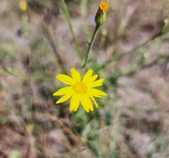 Bradburia pilosa