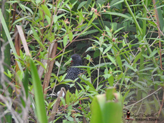 Pardirallus maculatus