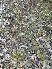 Daviesia umbellulata