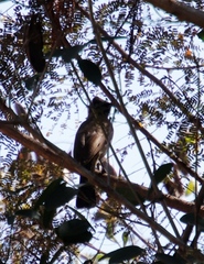 Pycnonotus barbatus tricolor