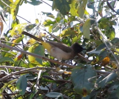 Pycnonotus barbatus tricolor