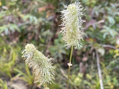 Sanguisorba canadensis