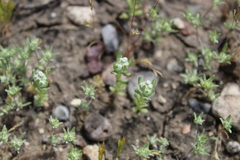 Diaperia verna verna
