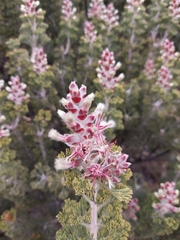 Paranomus tomentosus