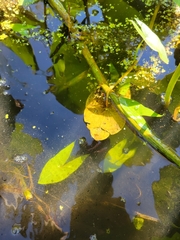 Sagittaria cuneata
