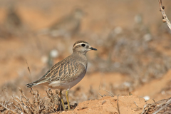 Charadrius morinellus