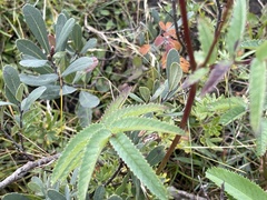 Sanguisorba canadensis