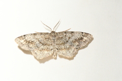 Hypagyrtis piniata