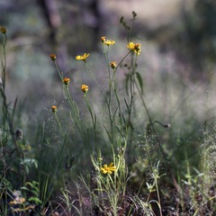 Gutierrezia wrightii