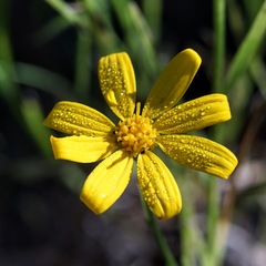 Gutierrezia wrightii
