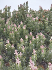 Paranomus tomentosus